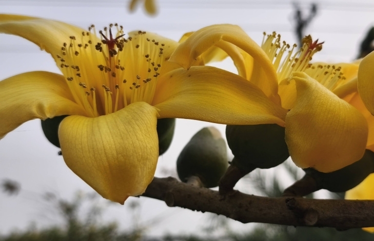 থোকায় থোকায় ফুটেছে ‘হলুদ শিমুল’