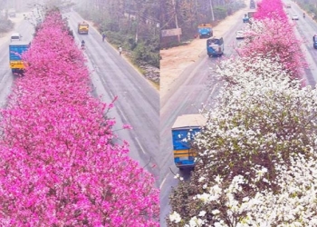 সড়ক বিভাজক যেন এক টুকরো জাপান
