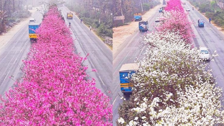 সড়ক বিভাজক যেন এক টুকরো জাপান