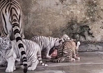 ঢাকা চিড়িয়াখানা: বেলি-টগরের ঘরে ৪ শাবক