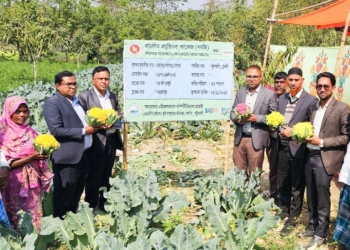 নতুন স্বপ্ন দেখাচ্ছে রঙিন ফুলকপি