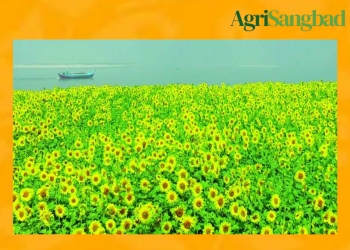 যমুনার চরে হাসি ছড়াচ্ছে সূর্যমুখী