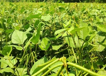 কম খরচে বেশি লাভ, মুগডাল চাষে ঝুঁকছেন চাষিরা