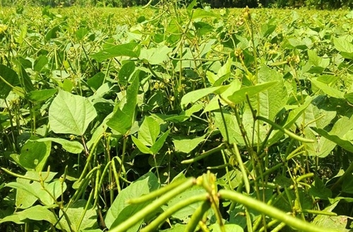 কম খরচে বেশি লাভ, মুগডাল চাষে ঝুঁকছেন চাষিরা