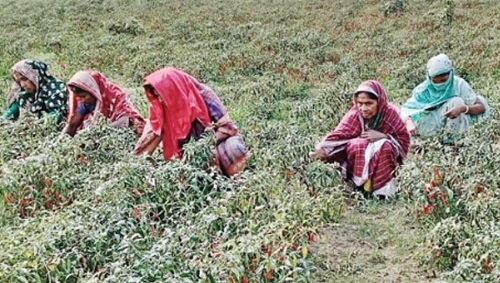 বিরূপ আবহাওয়ায় শুকনা মরিচের ব্যাপক ক্ষতি