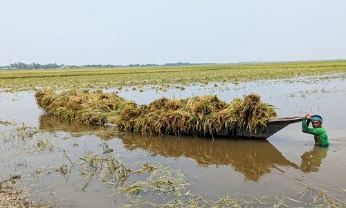 কিশোরগঞ্জে বৃষ্টি ও উজানের ঢলে ডুবল হাওরের ৮৪৫ হেক্টর জমির বোরো