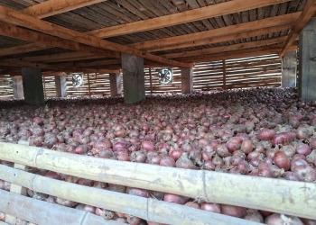 পেঁয়াজে স্বয়ংসম্পূর্ণতার পথে বাংলাদেশ