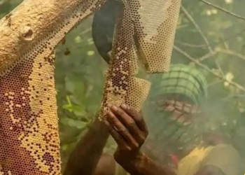 সুন্দরবন থেকে আজ থেকে শুরু মধু আহরনের মৌসুম শুরু