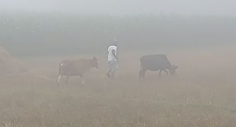 চৈত্রেও ঘন কুয়াশা-শিশির বিস্মিত পঞ্চগড়বাসী!