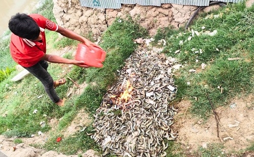চিংড়িতে জেলি দেওয়ায় ব্যবসায়ীকে জরিমানা