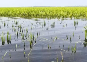 হাওরে পানিতে নিমজ্জিত কৃষকের ‘স্বপ্ন’