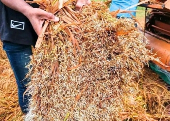 হাওরে বিপর্যয়: ধানে চারা, কৃষকের চোখে জল