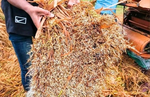 হাওরে বিপর্যয়: ধানে চারা, কৃষকের চোখে জল
