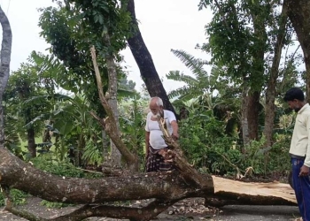 মেহেরপুরে ঝড়ের তাণ্ডবে লণ্ডভণ্ড ফসলের মাঠ, দিশেহারা আম ও ভুট্টা চাষিরা