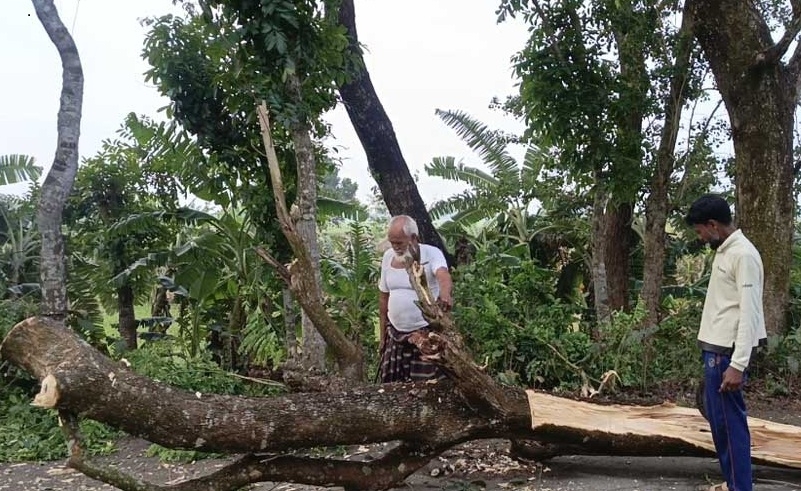 মেহেরপুরে ঝড়ের তাণ্ডবে লণ্ডভণ্ড ফসলের মাঠ, দিশেহারা আম ও ভুট্টা চাষিরা