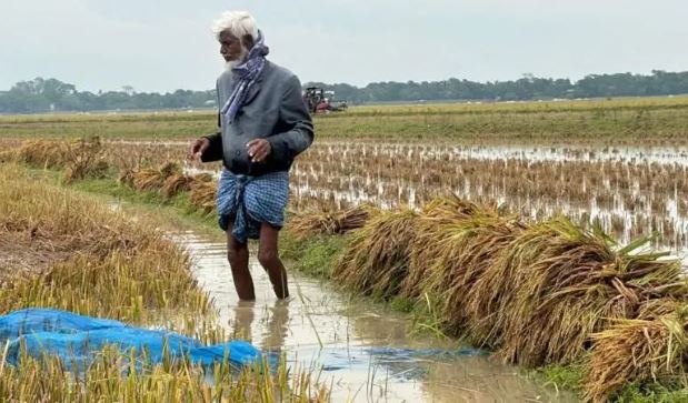দেখা মিলছে সূর্যের, মিলছে না 'কাঙ্ক্ষিত' ধান; হাওরে হাহাকার - Agri Sangbad
