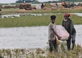 দেখা মিলছে সূর্যের, মিলছে না ‘কাঙ্ক্ষিত’ ধান; হাওরে হাহাকার