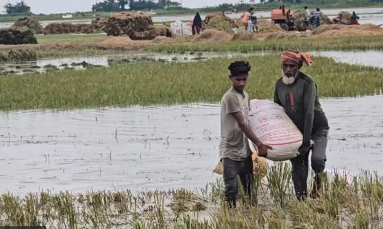 দেখা মিলছে সূর্যের, মিলছে না ‘কাঙ্ক্ষিত’ ধান; হাওরে হাহাকার