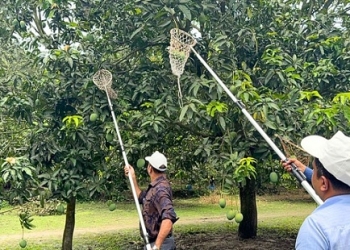 সাতক্ষীরায় আনুষ্ঠানিকভাবে আম সংগ্রহ শুরু