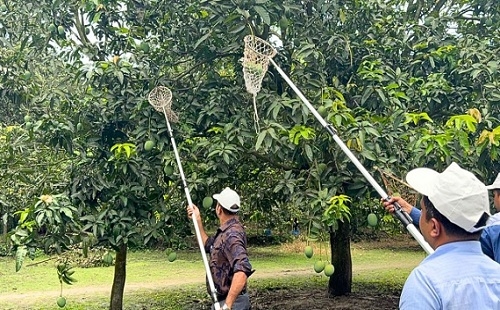 সাতক্ষীরায় আনুষ্ঠানিকভাবে আম সংগ্রহ শুরু