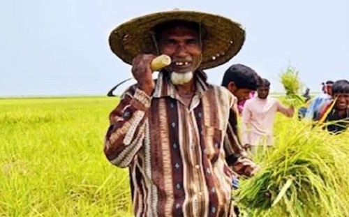 কৃষকের অ্যাপে ধান বিক্রি, সুবিধা জানে না বহু কৃষক