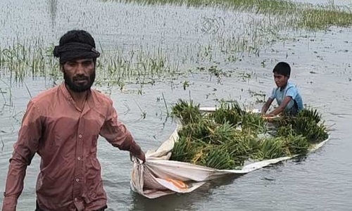 বৃষ্টি কমায় হাওরাঞ্চলে বন্যার উন্নতি, কমছে নদ-নদীর পানি
