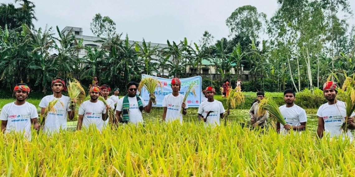 মানবতার দৃষ্টান্ত: কৃষকের পাকা ধান কেটে দিল বসুন্ধরা শুভসংঘ
