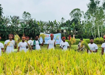 মানবতার দৃষ্টান্ত: কৃষকের পাকা ধান কেটে দিল বসুন্ধরা শুভসংঘ