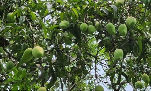আমের ‘বাম্পার’ ফলনের আশায় কৃষকের মুখে হাসি