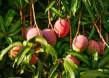 দেশের কোথায় কখন পাড়া যাবে কোন জাতের আম