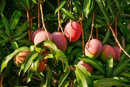 দেশের কোথায় কখন পাড়া যাবে কোন জাতের আম