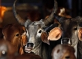 পশু জবাইয়ে কড়াকড়ি পশ্চিমবঙ্গ সরকারের
