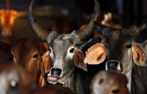 পশু জবাইয়ে কড়াকড়ি পশ্চিমবঙ্গ সরকারের