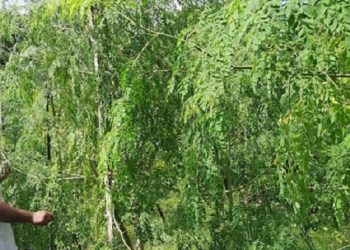 ৯৮শতাংশ মাইক্রোপ্লাস্টিক দূর হবে শজনে বীজে!
