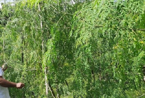 ৯৮শতাংশ মাইক্রোপ্লাস্টিক দূর হবে শজনে বীজে!