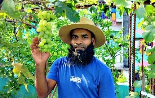 ৪৫ জাতের আঙুর চাষে চমকপ্রদ সফলতা আকরামের