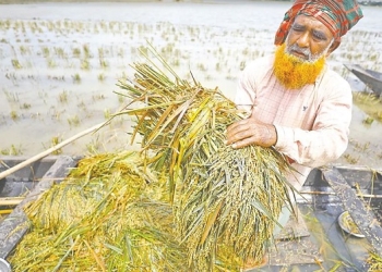হাওরের কৃষক বাঁচলে, বাঁচবে বাংলাদেশের কৃষি