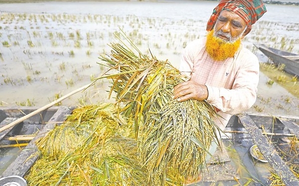 হাওরের কৃষক বাঁচলে, বাঁচবে বাংলাদেশের কৃষি