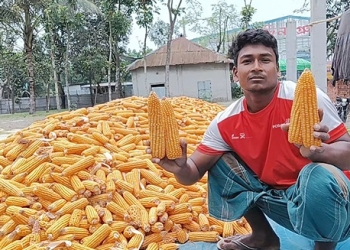 তিস্তাচরে ভুট্টার ফলন ভালো হলেও ন্যায্যমূল্য নিয়ে চিন্তিত কৃষক
