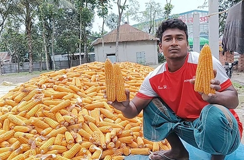 তিস্তাচরে ভুট্টার ফলন ভালো হলেও ন্যায্যমূল্য নিয়ে চিন্তিত কৃষক