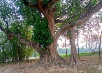 গ্রামে হারিয়ে যাচ্ছে বড় ও পুরোনো গাছ