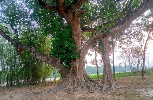 গ্রামে হারিয়ে যাচ্ছে বড় ও পুরোনো গাছ