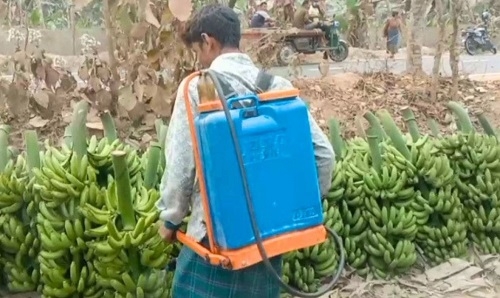 অধিক লাভের আশায় মাটির অপূরণীয় ক্ষতি, নষ্ট হচ্ছে মাটির গুণাগুণ
