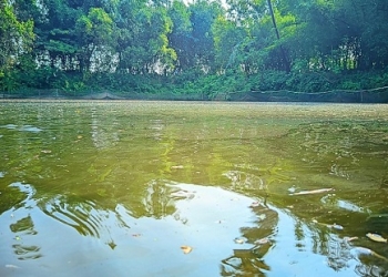 নওগাঁয় পুকুরে বিষ দিয়ে মাছ নিধন
