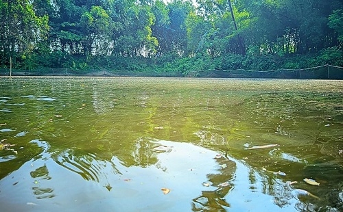 নওগাঁয় পুকুরে বিষ দিয়ে মাছ নিধন