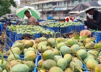 বাজারে আমের জোগান বেশি হলেও চাষির মুখে হাসি নেই