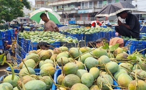 বাজারে আমের জোগান বেশি হলেও চাষির মুখে হাসি নেই