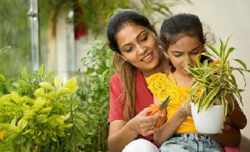 গ্রীষ্মের তাপ: বাগানের গাছকে সুরক্ষিত রাখতে যা করবেন