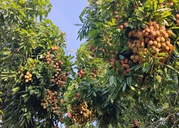 লিচু চাষে বদলে গেছে পিরোজপুরের অর্থনীতি