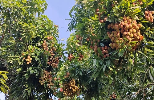 লিচু চাষে বদলে গেছে পিরোজপুরের অর্থনীতি